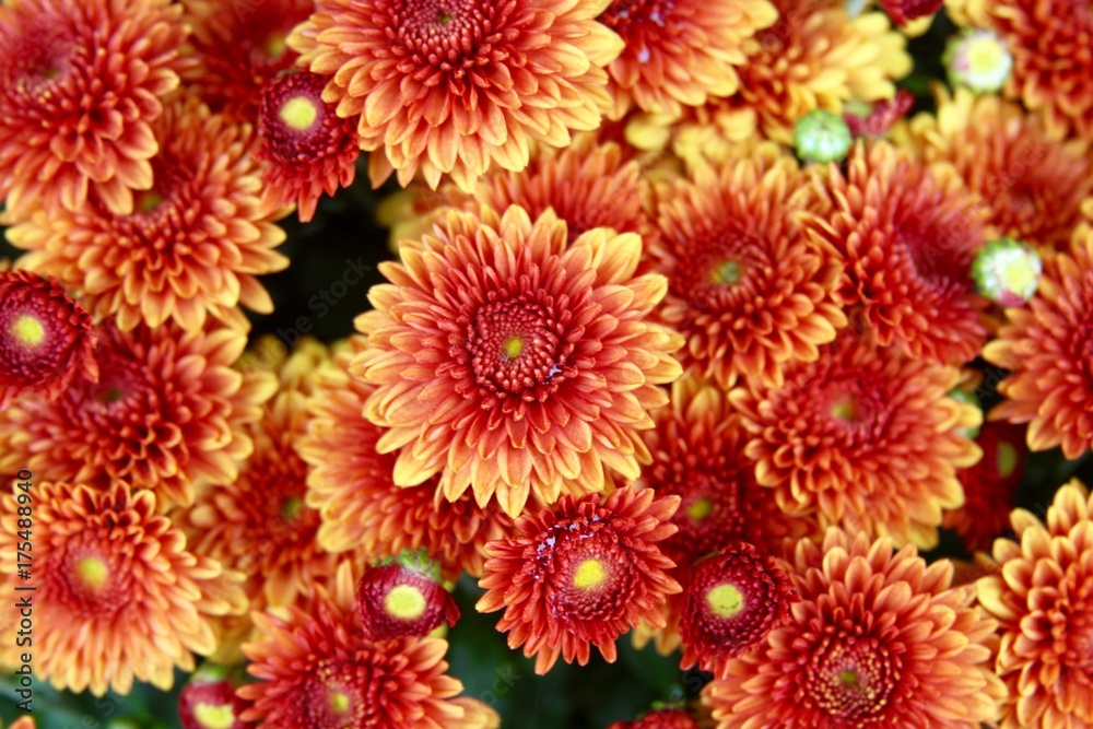 The colorful autumn mum flowers on a close up view. The colorful autumn mum flowers on a close up view.