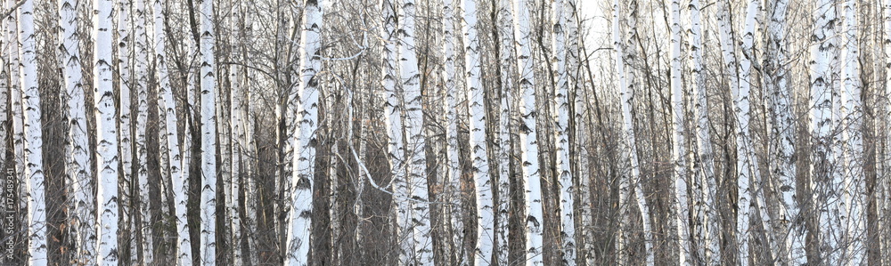 Trunks of birch trees, birch forest in spring, panorama with birches Trunks of birch trees, birch forest in spring, panorama with birches