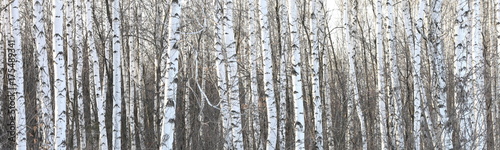 Trunks of birch trees, birch forest in spring, panorama with birches