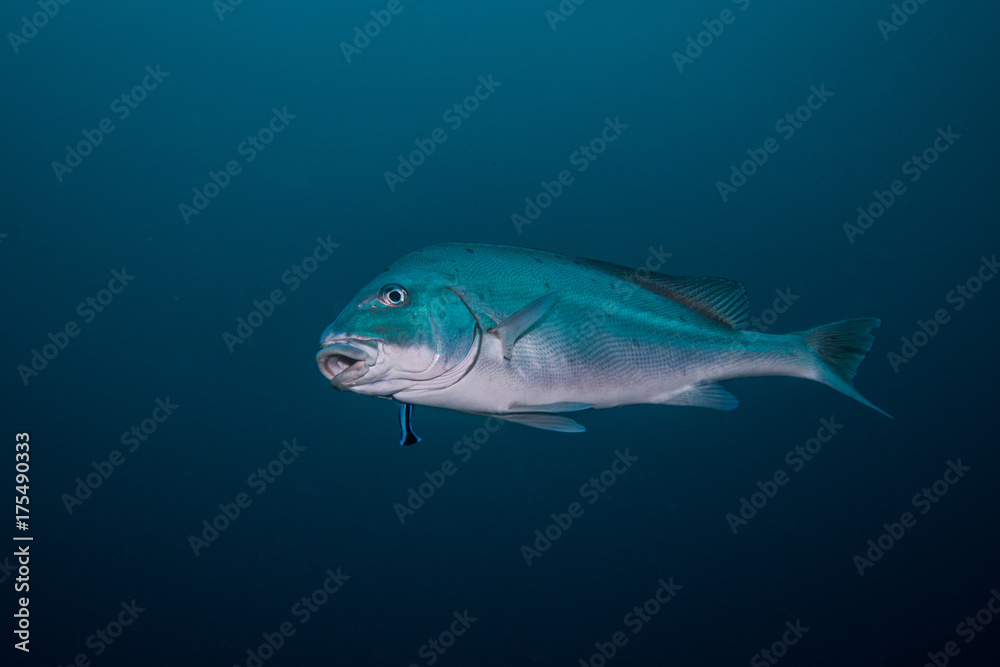 Naklejka premium Sailfin Rubberlip / Sweetlip fish isolated swimming in open water. Plain silver fish.