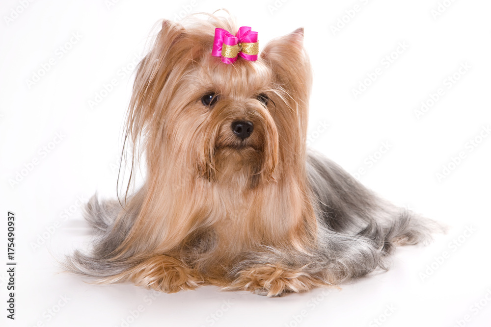 Yorkshire terrier dog with bow (isolated on white) Yorkshire terrier dog with bow (isolated on white)