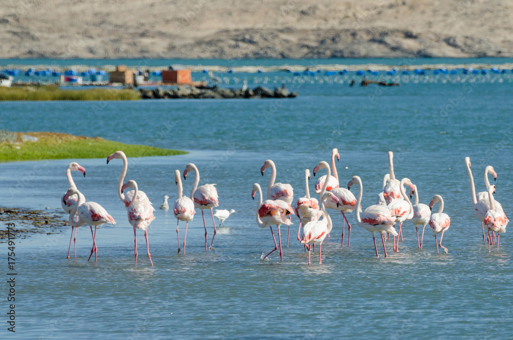 Beautiful pink flamingos resting and feeding in water of lagoon on Luderitz peninsula, Namibia, Southern Africa