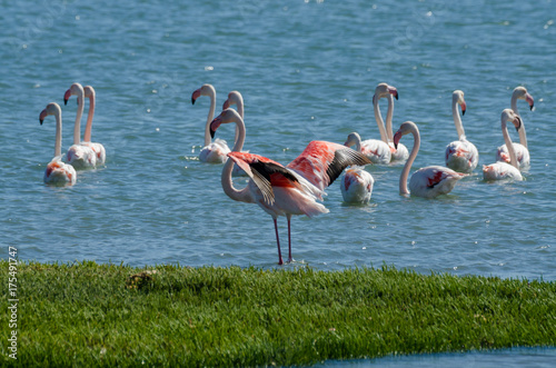 Beautiful pink flamingos resting and feeding in water of lagoon on Luderitz peninsula, Namibia, Southern Africa
