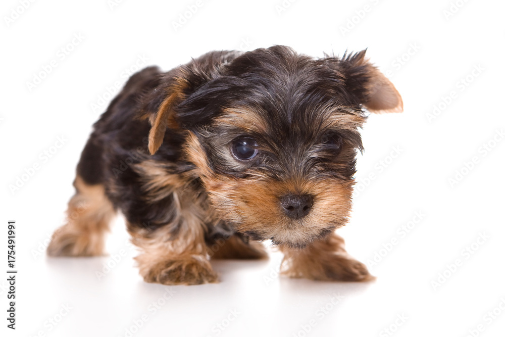 Cute fluffy puppy of a Yorkshire terrier dog (isolated on white)