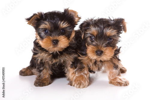 Two cute furry yorkshire terrier puppy dog (isolated on white)