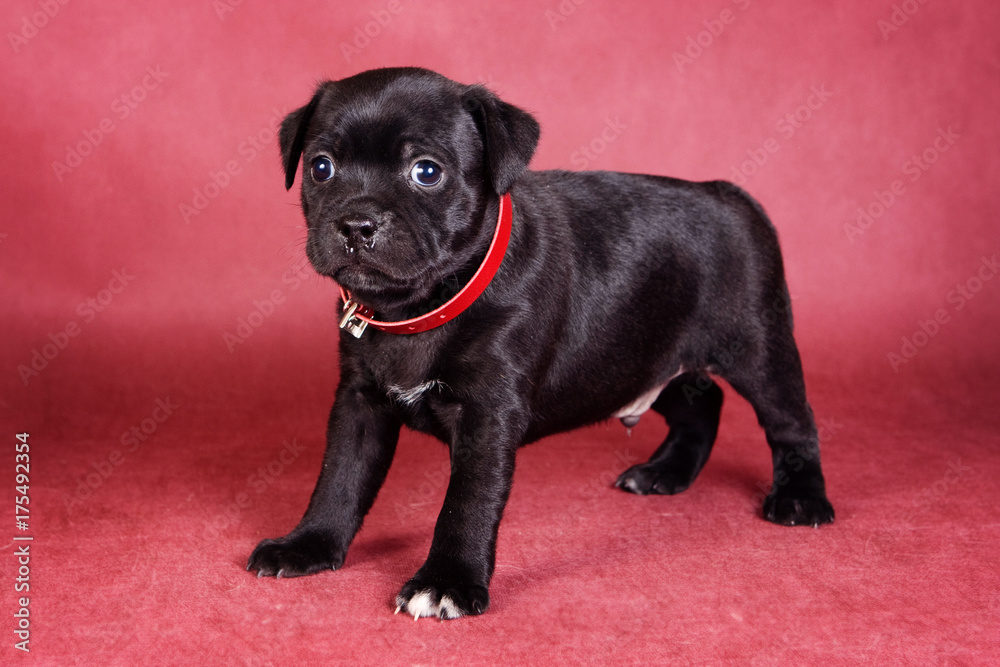 Black puppy of Staffordshire terrier on a red background