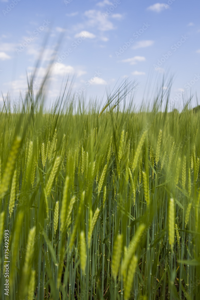 fresh green wheat field fresh green wheat field