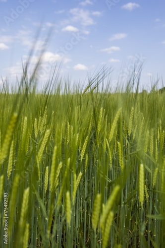 fresh green wheat field 