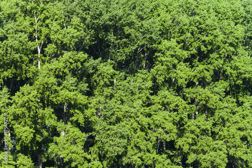 A row of poplars