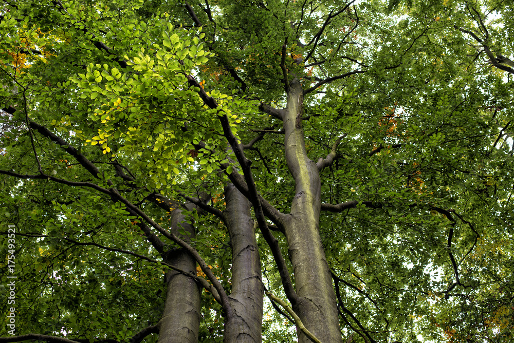 Fototapeta premium three trees