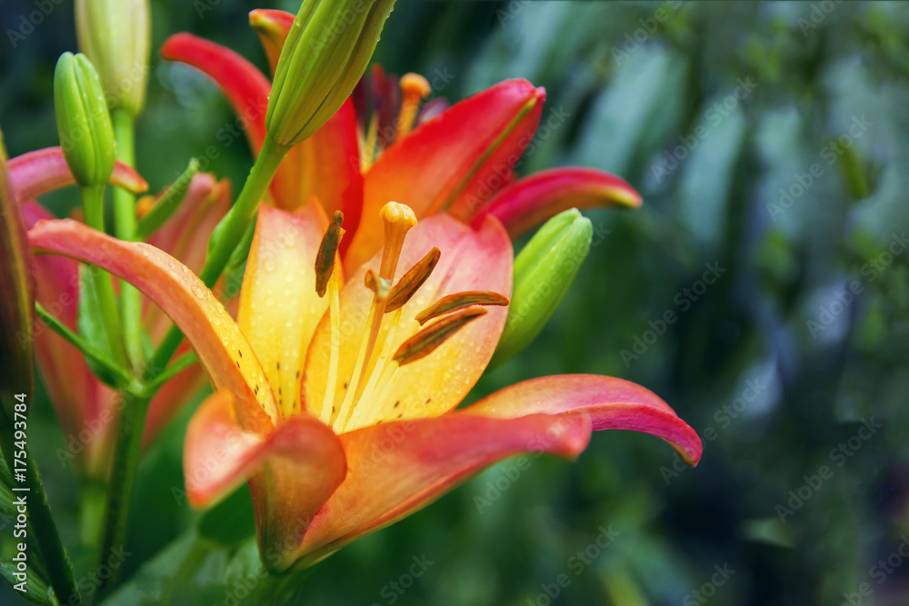 Fototapeta premium beautiful pale red yellow lily