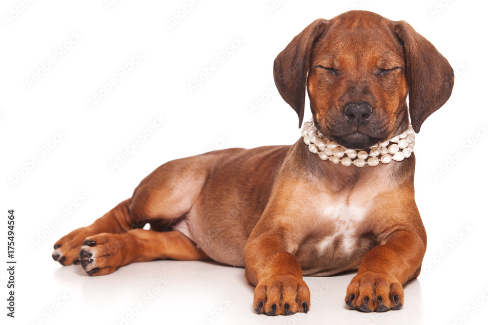 Red-haired puppy Ridgeback dog and white beads (isolated on white)