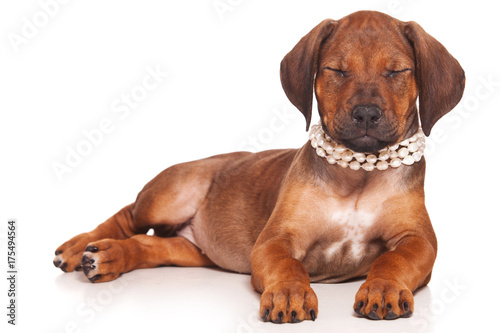 Red-haired puppy Ridgeback dog and white beads  isolated on white 