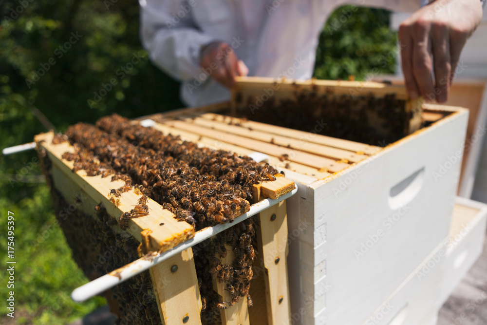 Hive: Beekeeper Removing Frames For Cleaning And Inspection Hive: Beekeeper Removing Frames For Cleaning And Inspection