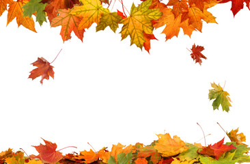 Autumn falling maple leaves isolated on white background