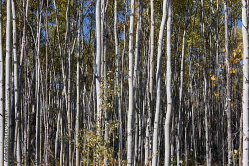 Close-up View of White Birch Stand of Trees, Yukon, Canada