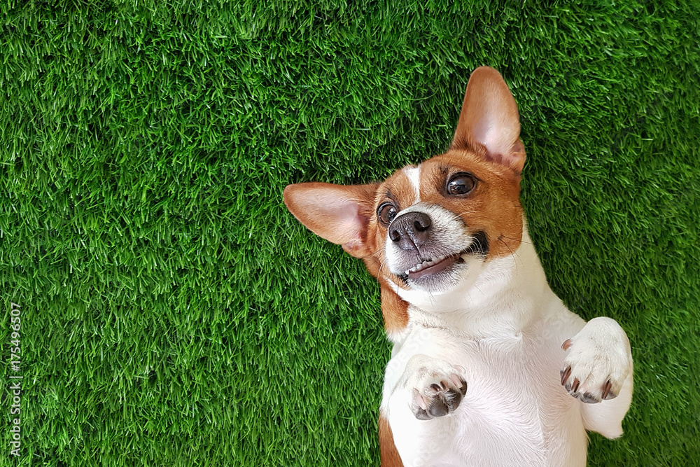 Fototapeta Szalony uśmiechnięty pies kłama na zielonych gras