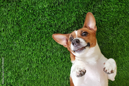 Fototapeta Szalony uśmiechnięty pies kłama na zielonych gras