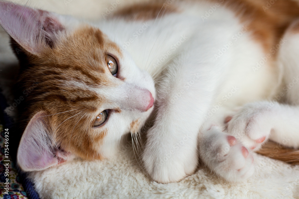 Playful Little Ginger Playful Little Ginger