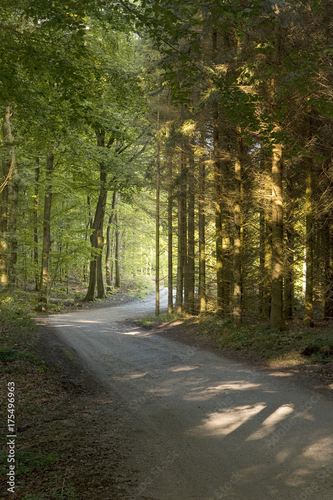 Fototapeta premium Small Forest Road