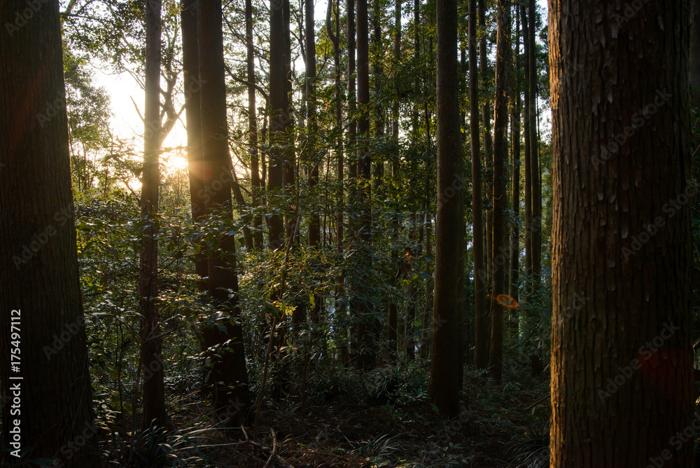 Obraz premium Wide angle detail of sunlight streaming through the underbrush and leaves of a dark, temperate forest at sunset. Nobeoka, Kyushu, Japan. Travel and environment concept.