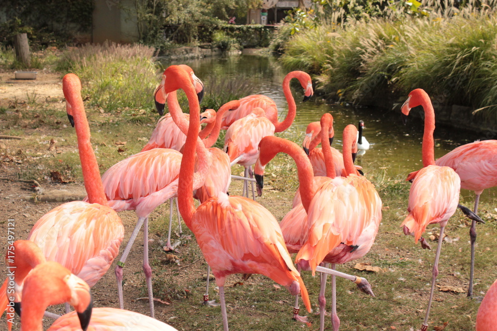 flamingos milling about flamingos milling about
