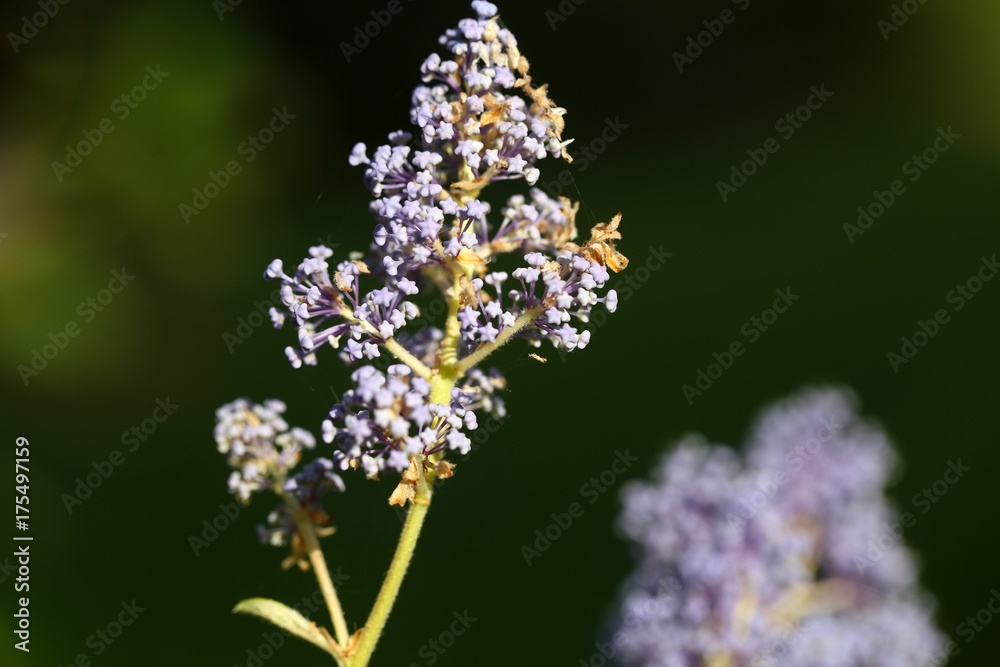 Blossoms of autumn lilac bush (Syringa microphylla) Blossoms of autumn lilac bush (Syringa microphylla)