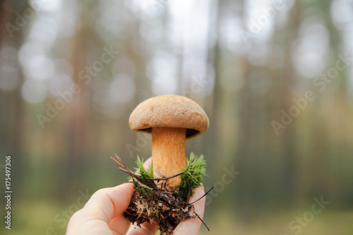 Autumn mossiness mushroom in the forest. photo