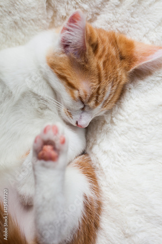 Sleepy Little Ginger