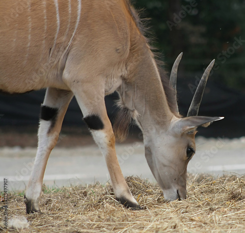 Elk Antelope (Taurotragus Oryx) (2) photo