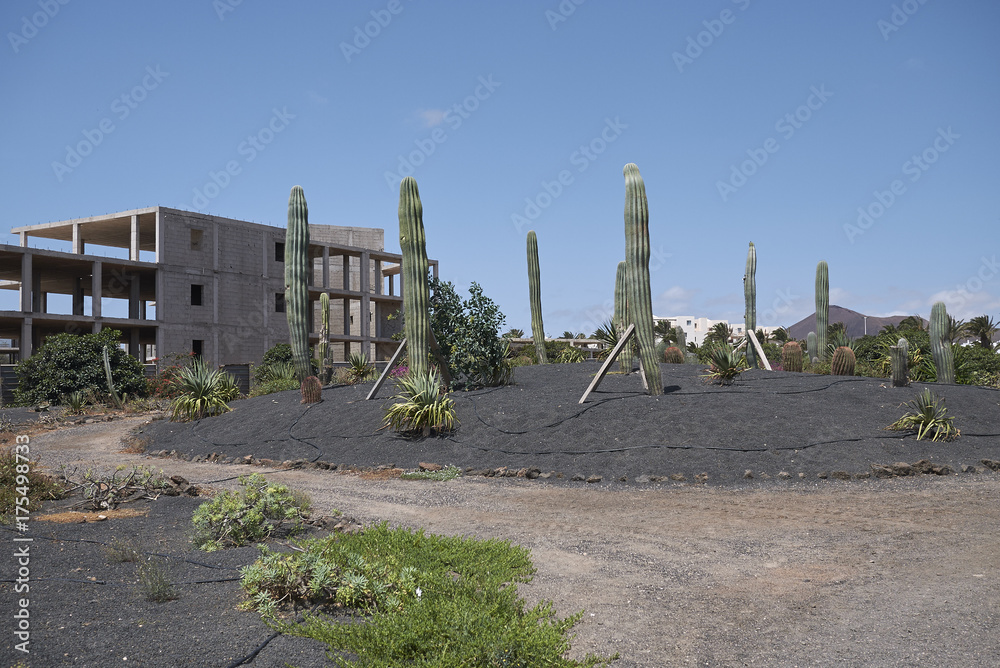 Lanzarote, Spain - August 20, 2015 : Cactus garden