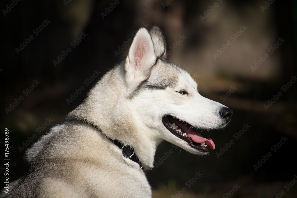 portrait d'un chien husky sibérien avec un regard sur le coté