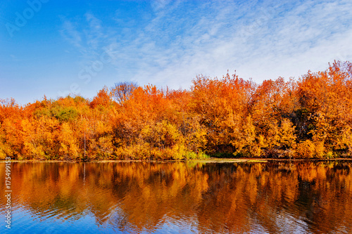 bushes on the lake