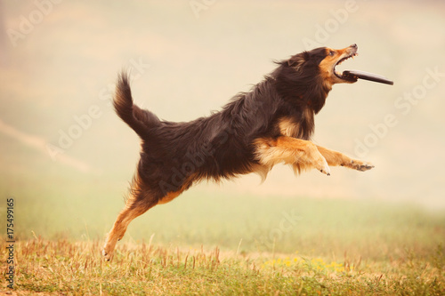 A shepherd dog runs after a frisbee in the field