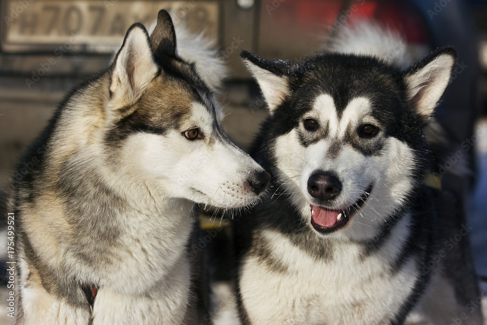 Husky dogs in the winter in the snow on the street