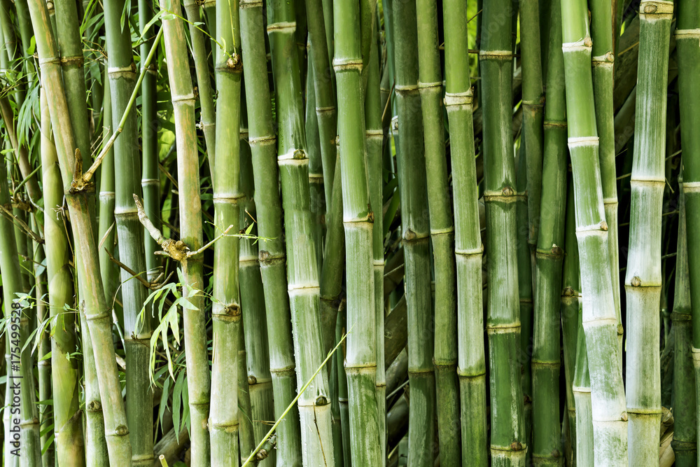 Beautiful bamboo forest, green nature background. Beautiful bamboo forest, green nature background.