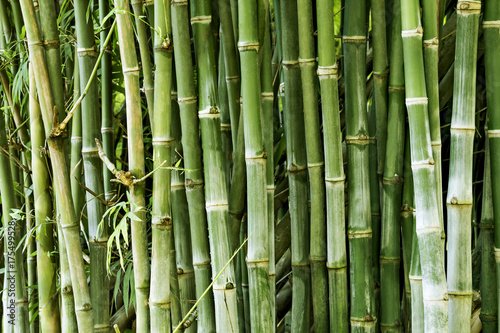 Beautiful bamboo forest  green nature background.