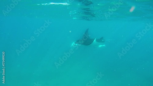 Wallpaper Mural Manta Ray underwater Torontodigital.ca