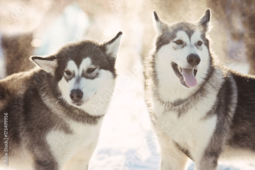 Husky dogs in the winter in the snow on the street