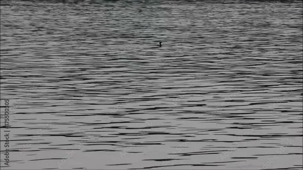 cormorant swimming and diving in the ocean cormorant swimming and diving in the ocean