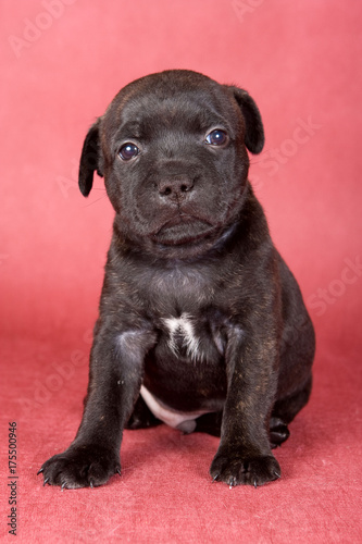 Puppy Staffordshire terrier dog on a red background