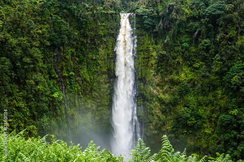 Akaka Falls 7