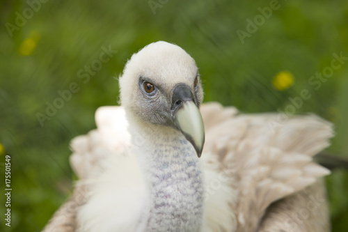 Young Griffon vulture  closeup