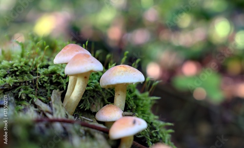 Autumn mushrooms in a natural forest environment.Beautiful mushrooms on a natural forest background.