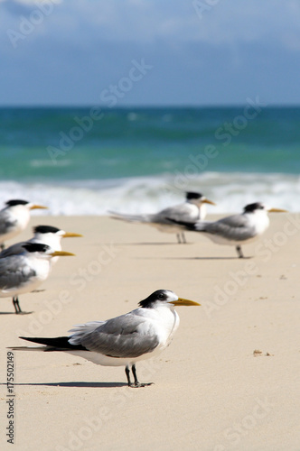 seagulls at beach