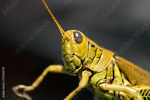 Grasshopper © Christopher
