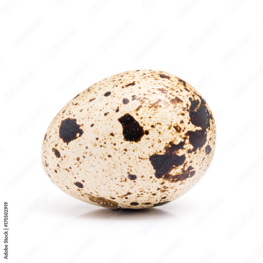 One quail egg close up isolated on a white background One quail egg close up isolated on a white background