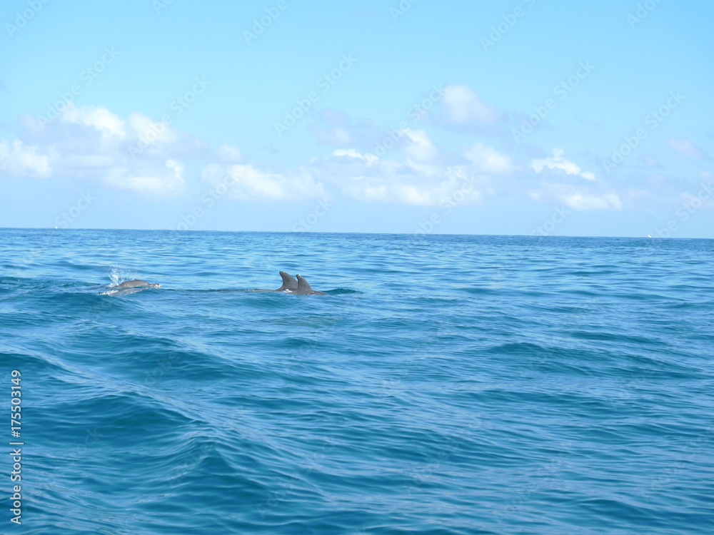 Marine landscape in Zanzibar. Tanzania Marine landscape in Zanzibar. Tanzania