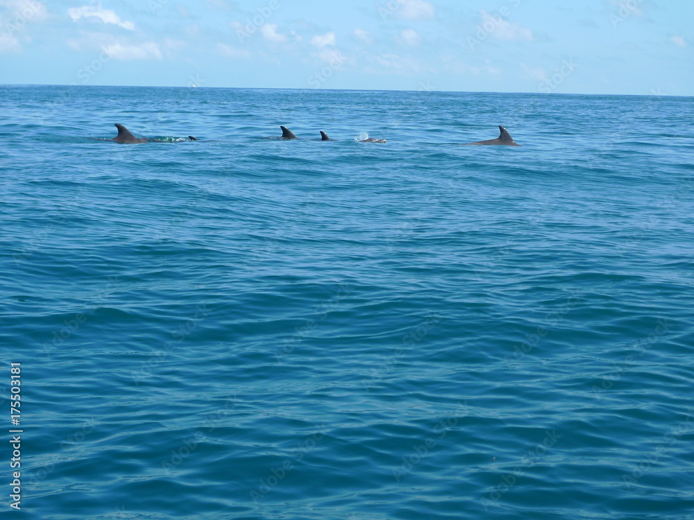 Marine landscape in Zanzibar. Tanzania Marine landscape in Zanzibar. Tanzania
