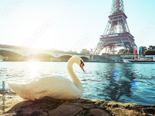 Fototapeta Naklejka Na Ścianę i Meble -  white swan and Eiffel tower, Paris. France